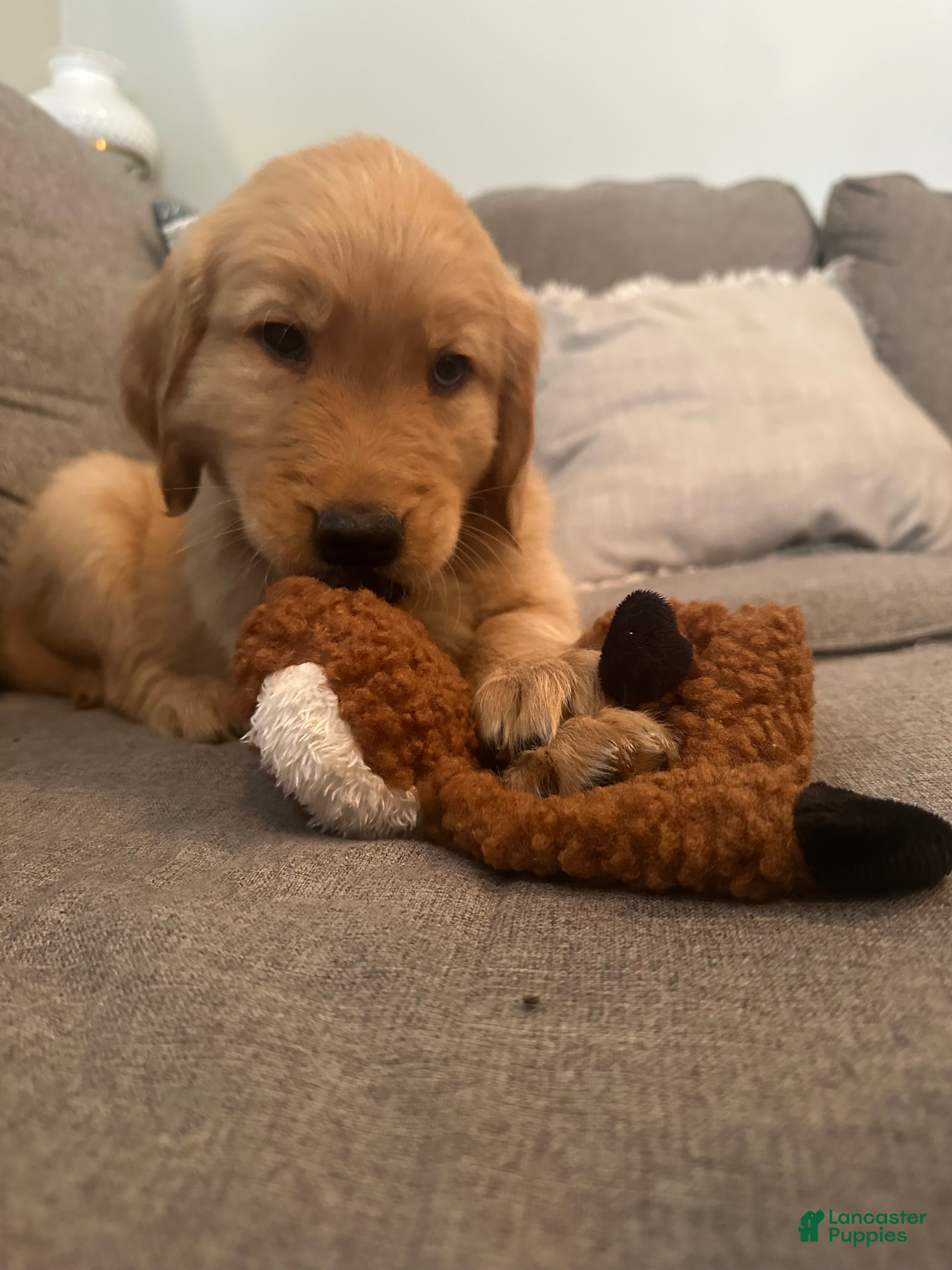 Golden Retriever dogs Red Male - Ad 38