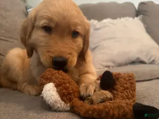 Golden Retriever dogs Red Male - Ad 38