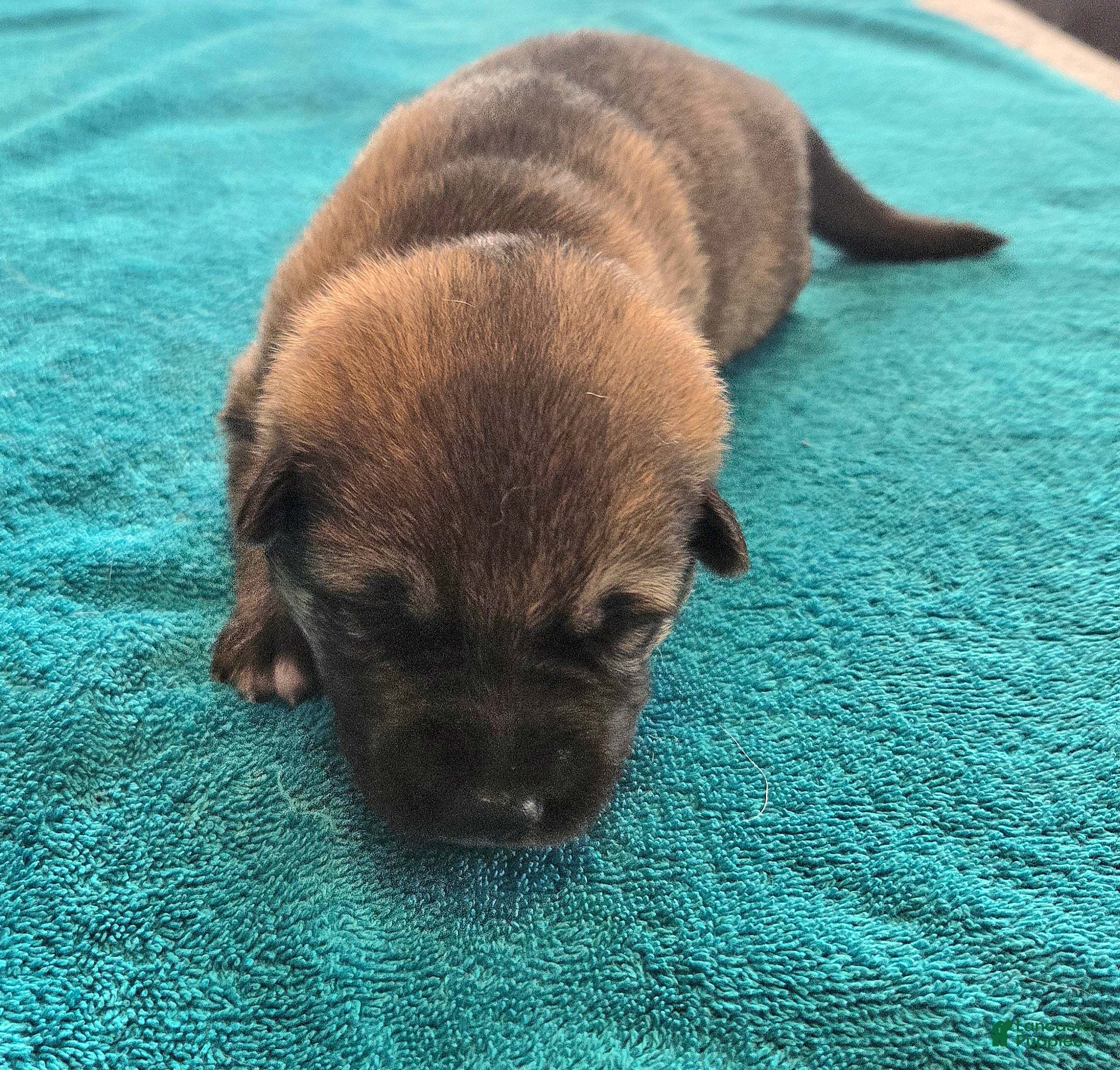 German Shepherd dogs Molly - Ad 1