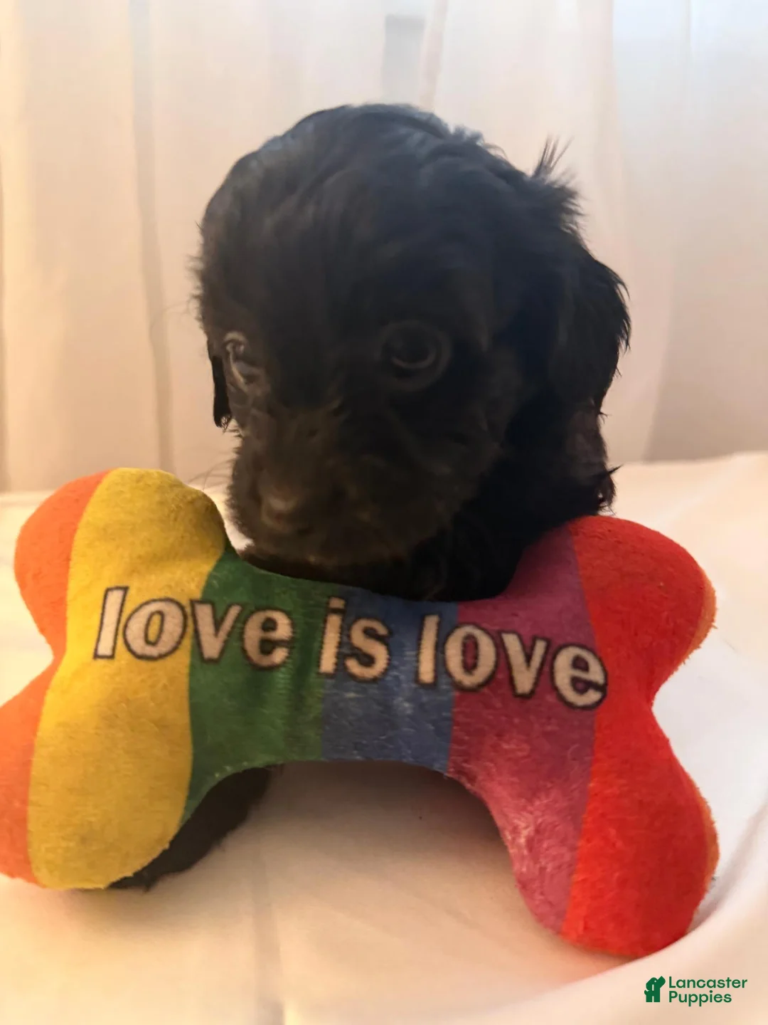 Yorkiepoo dogs for sale: Nori - Ad 1