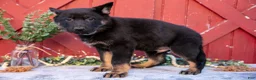 German Shepherd dogs for sale: Atlas - Ad 3