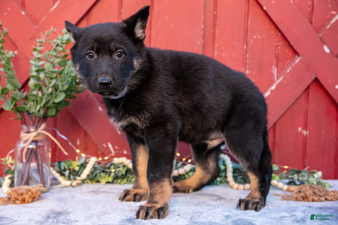 German Shepherd dogs for sale: Atlas - Ad 3