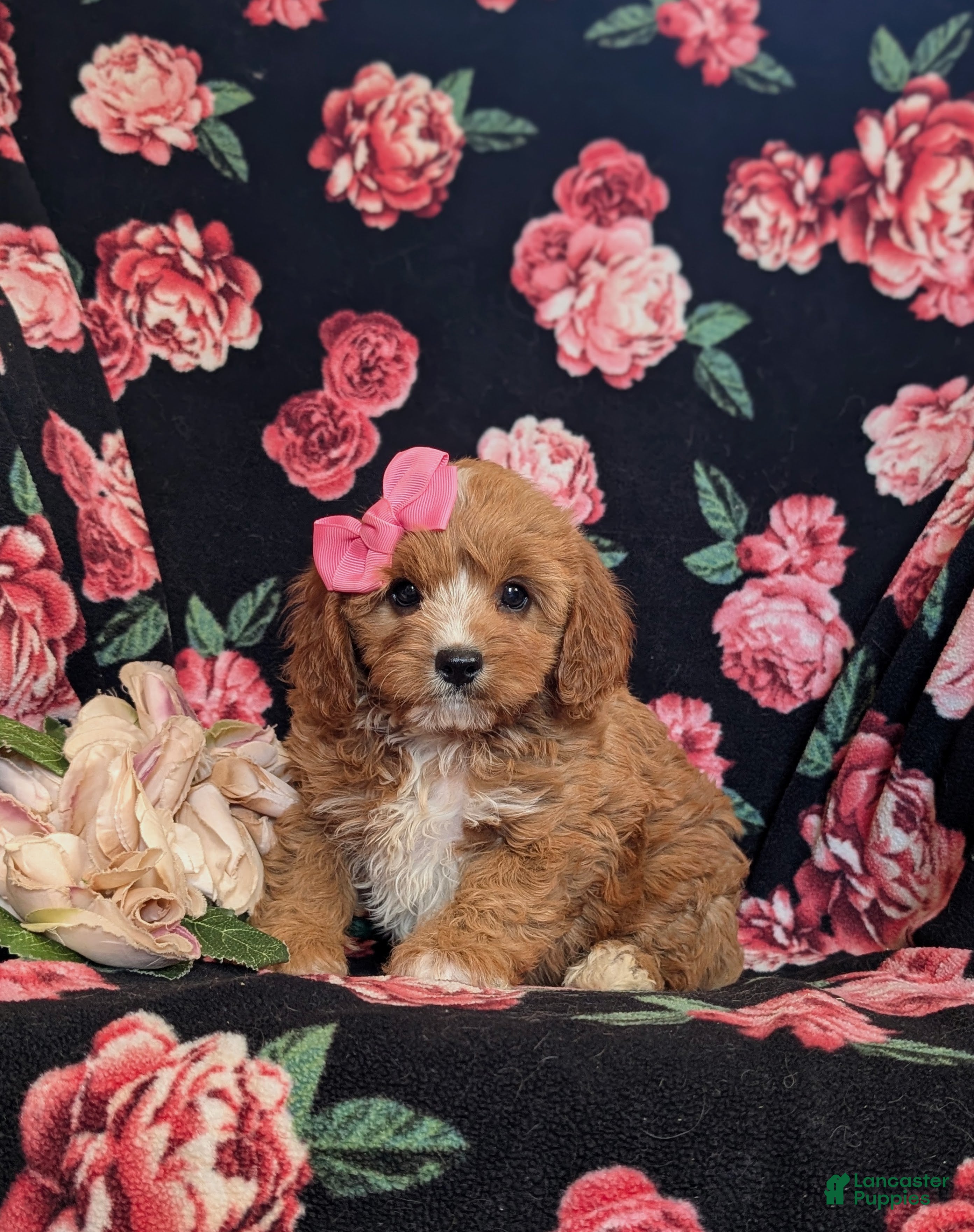 Cavapoo dogs for sale: Christi - Ad 1