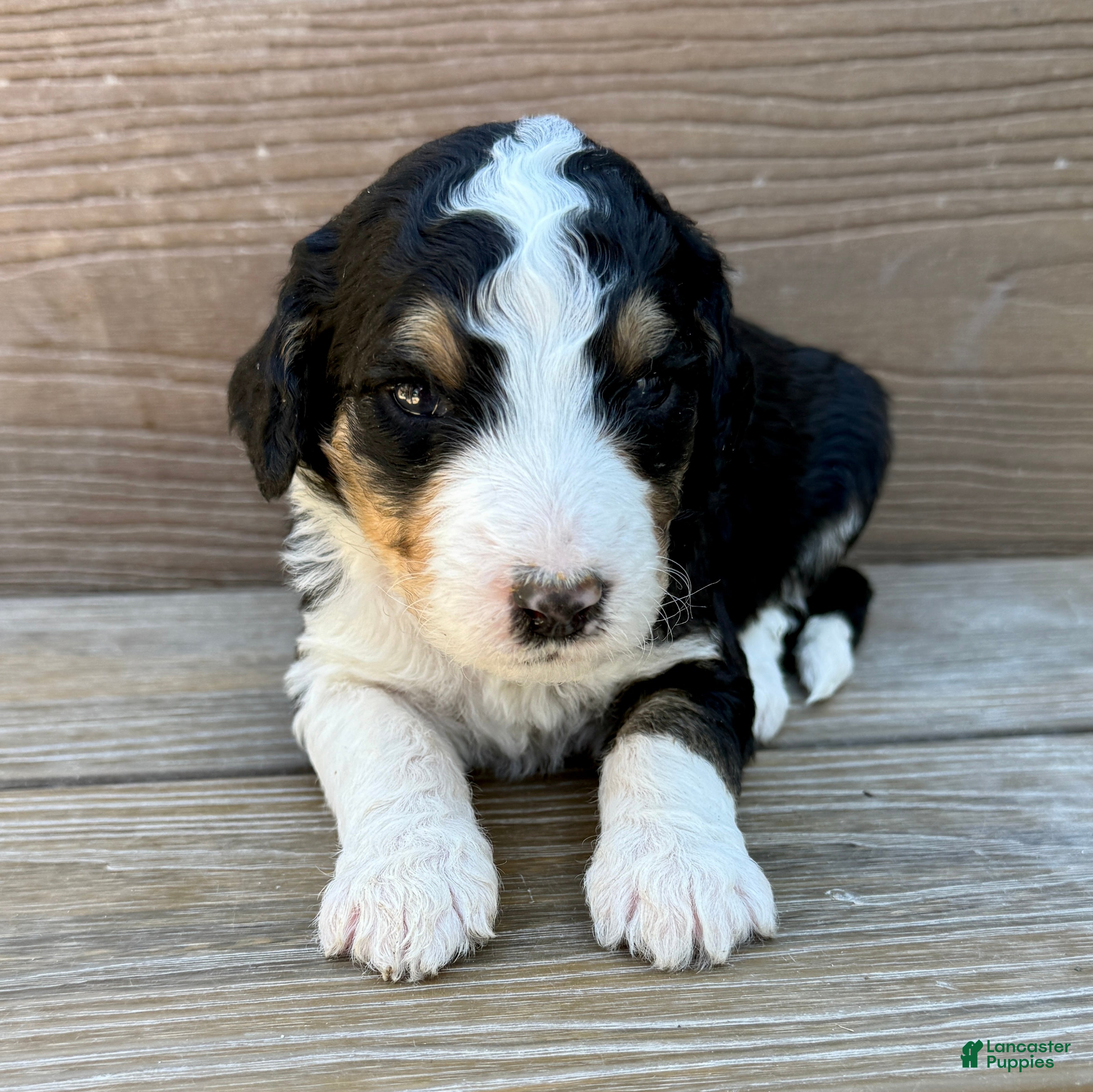 Bernedoodle dogs Wednesday - Ad 1