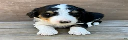 Bernedoodle dogs for sale: Wednesday - Ad 2