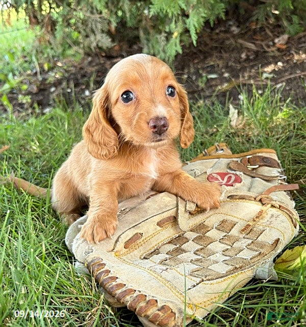 Miniature Dachshund dogs Honey - Ad 1