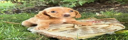Miniature Dachshund dogs for sale: Honey - Ad 1