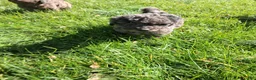Mixed Breed dogs for sale: Stanley - Ad 6
