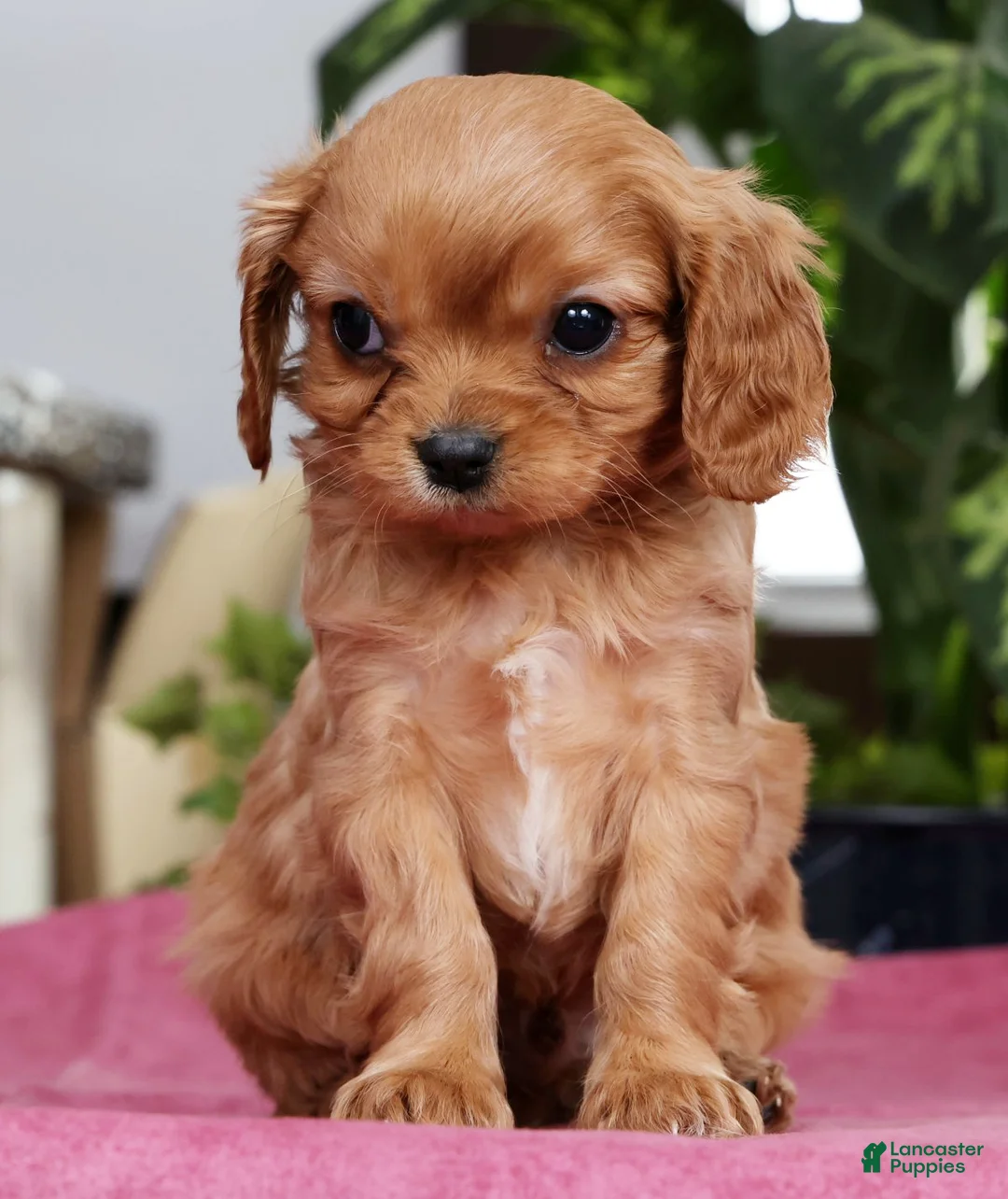 Cavalier King Charles Spaniel dogs for sale: Tommy - Ad 2
