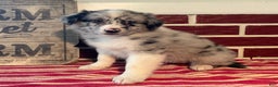 Mixed Breed dogs for sale: Missie - Ad 4