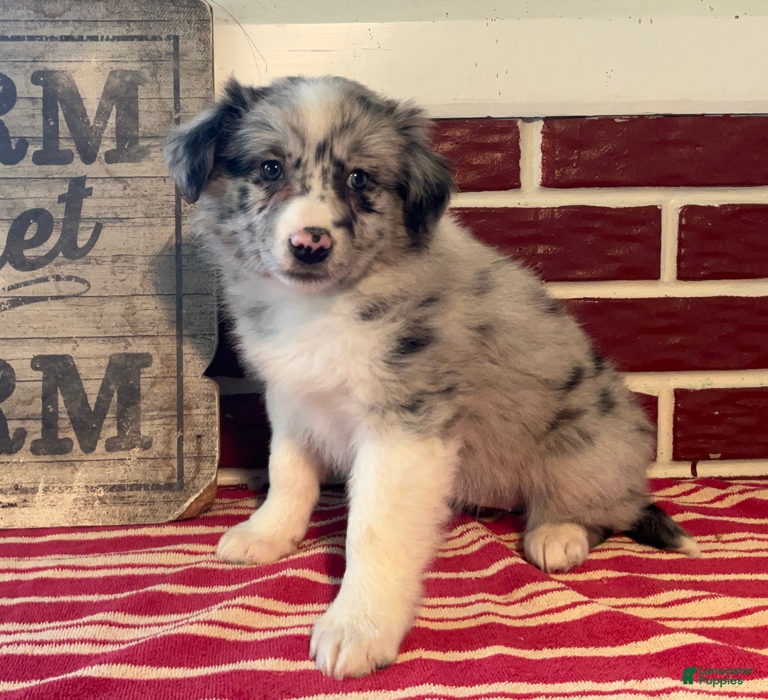 Mixed Breed dogs for sale: Missie - Ad 4