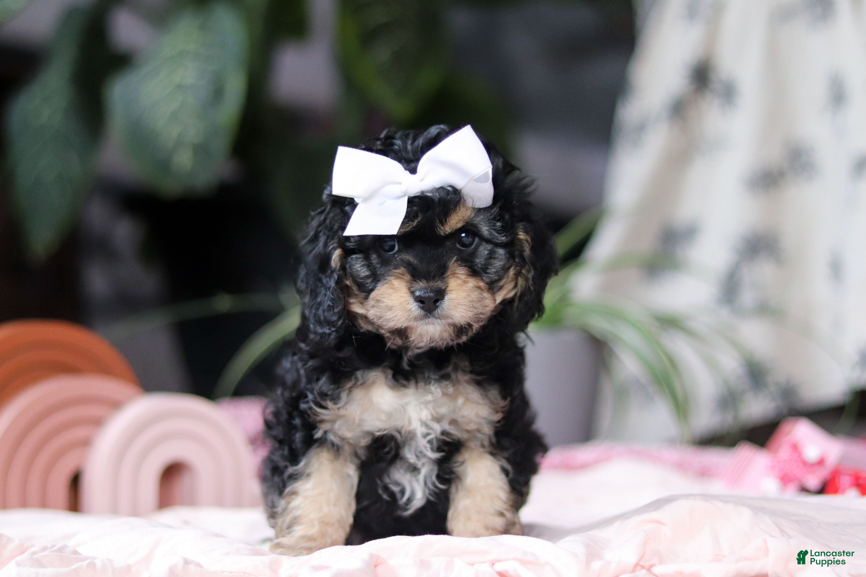 Cavapoo dogs Blaire - Ad 1