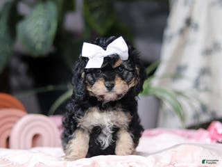 Cavapoo dogs Blaire - Ad 1