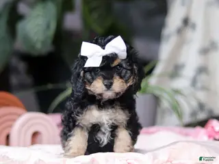 Cavapoo dogs Blaire - Ad 35