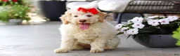 Lagotto Romagnolo dogs for sale: Kaylee - Ad 4