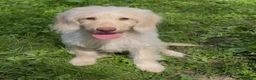 Mini Goldendoodle dogs for sale: Flynn - Ad 5
