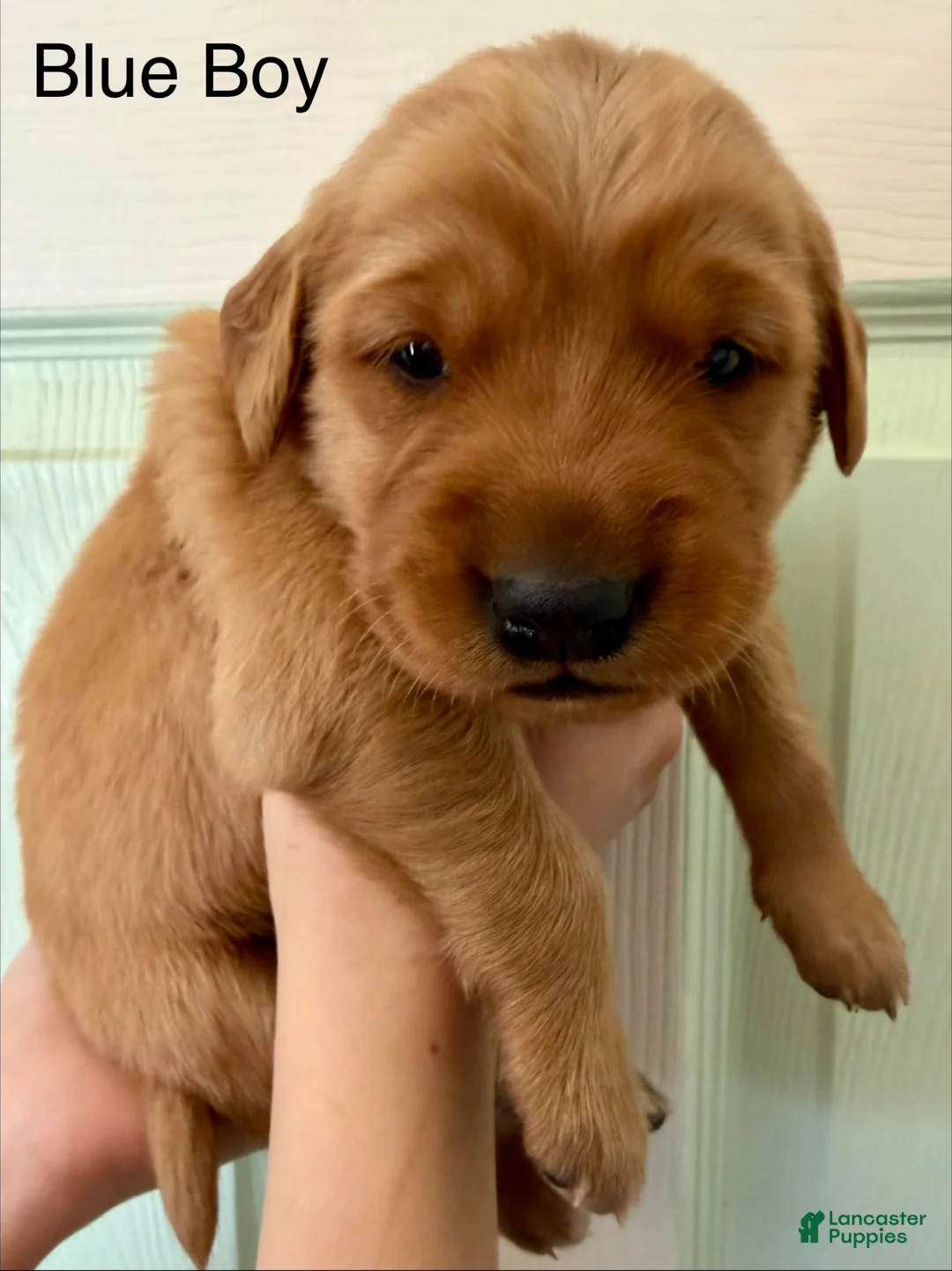 Golden Retriever dogs for sale: Blue Boy - Ad 1