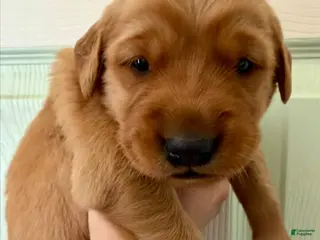 Golden Retriever dogs Blue Boy - Ad 7