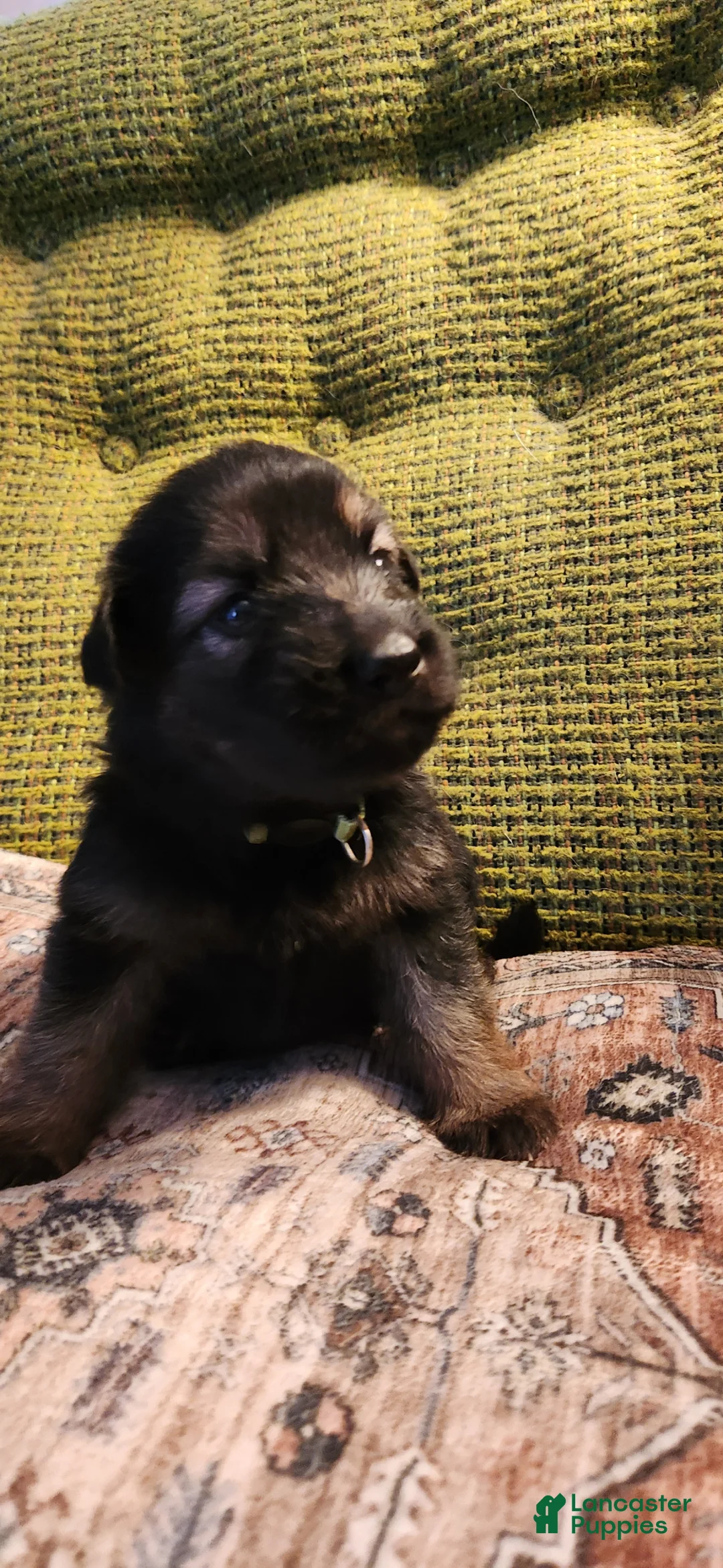 German Shepherd dogs for sale: Bicolor German Shepherd Puppy 5- Green collar - Ad 1