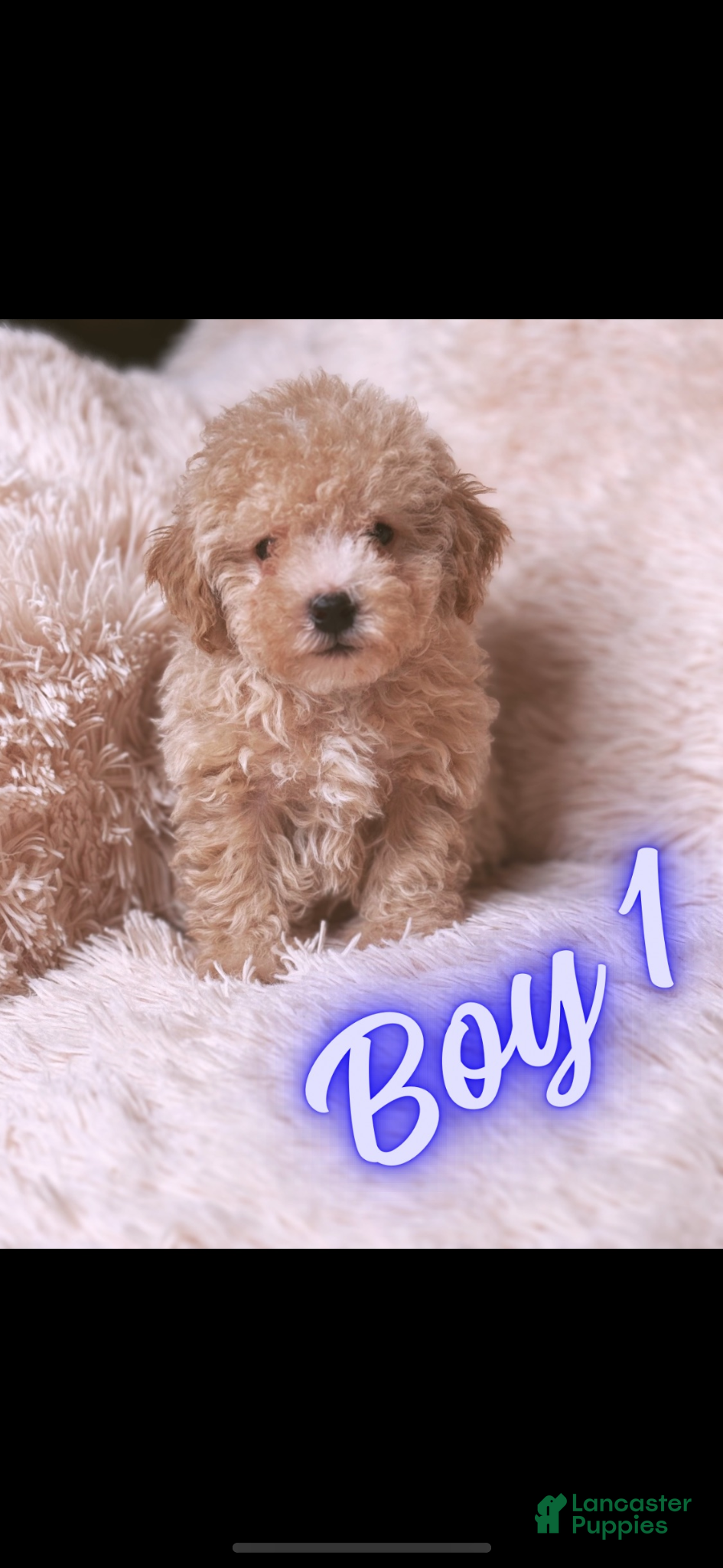 Toy Poodle dogs Vegeta - Ad 1