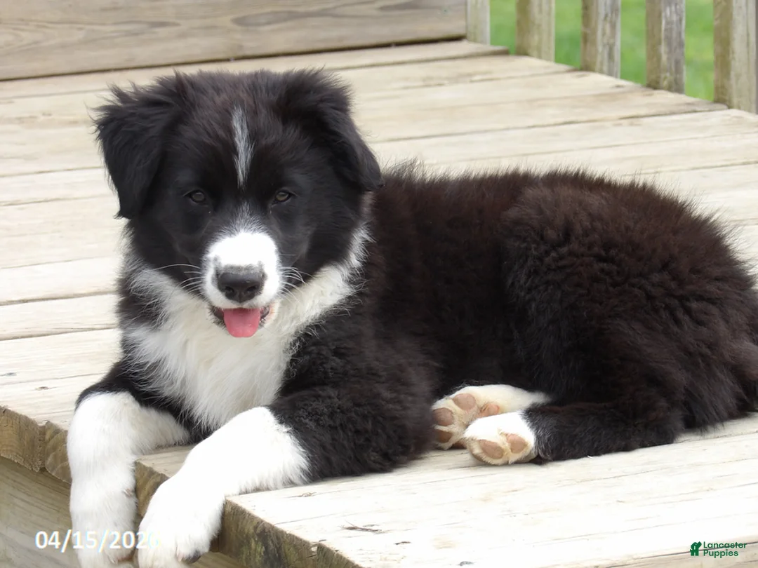 Australian Shepherd dogs for sale: Banjo - Ad 2