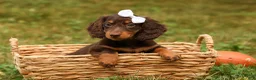Miniature Dachshund dogs for sale: BRANDY - Ad 13