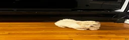 Bichpoo dogs for sale: Bump - Ad 12