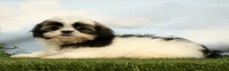 Shih Tzu dogs for sale: Luna - Ad 5