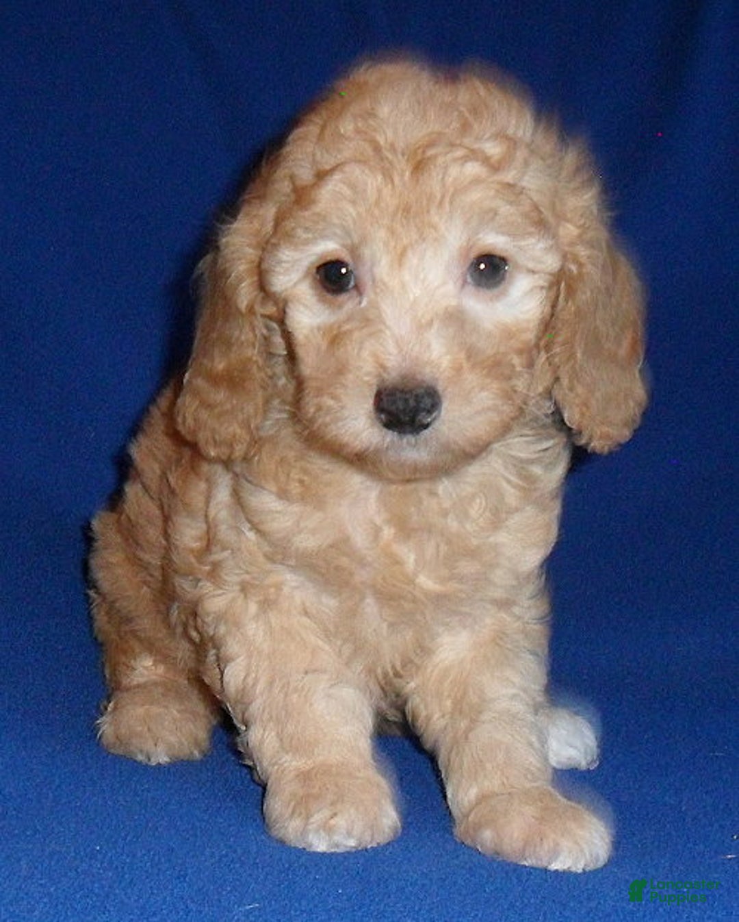 Miniature Poodle dogs for sale: Ollie - Ad 5
