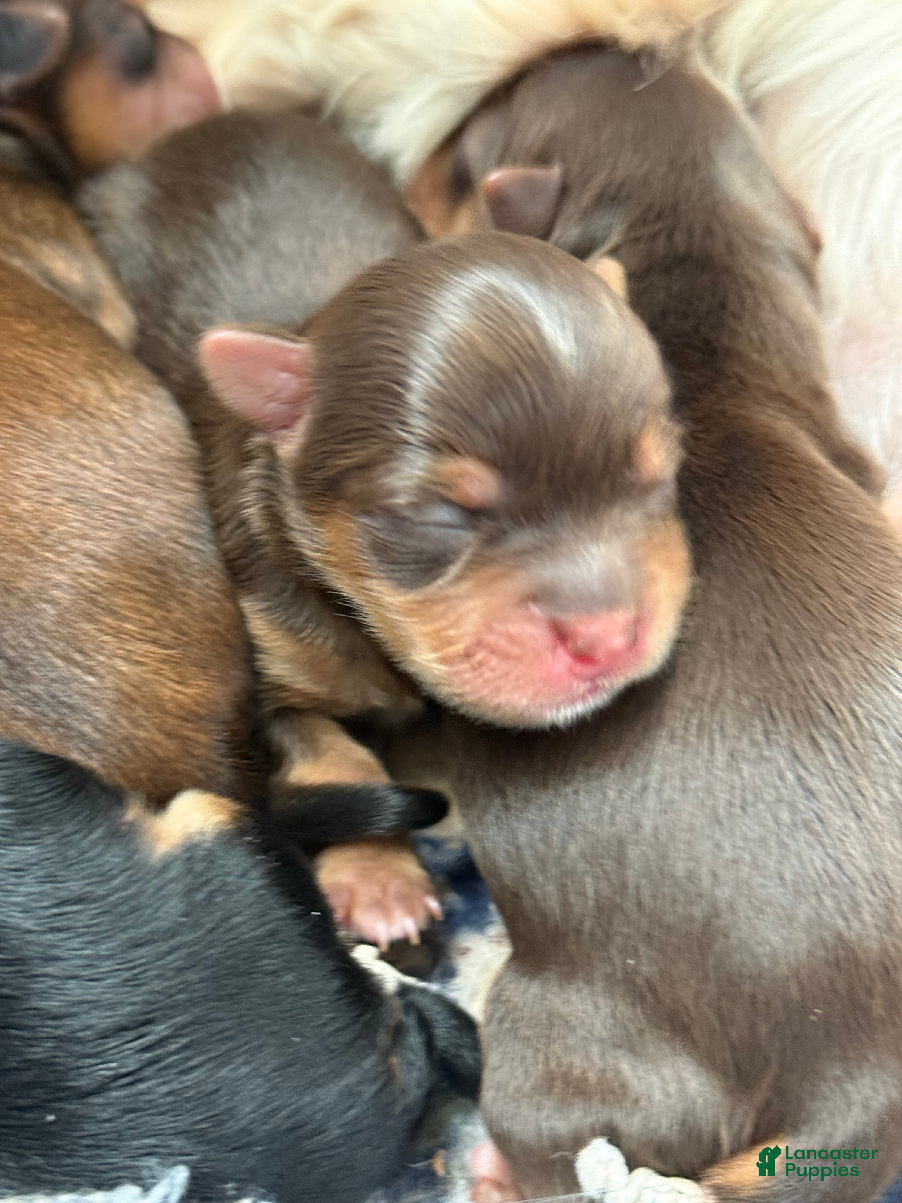 Yorkshire Terrier dogs Yorkshire Terrier Puppy 2 - Ad 32