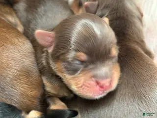 Yorkshire Terrier dogs Yorkshire Terrier Puppy 2 - Ad 32