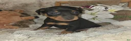 Miniature Pinscher dogs for sale: Todd - Ad 7