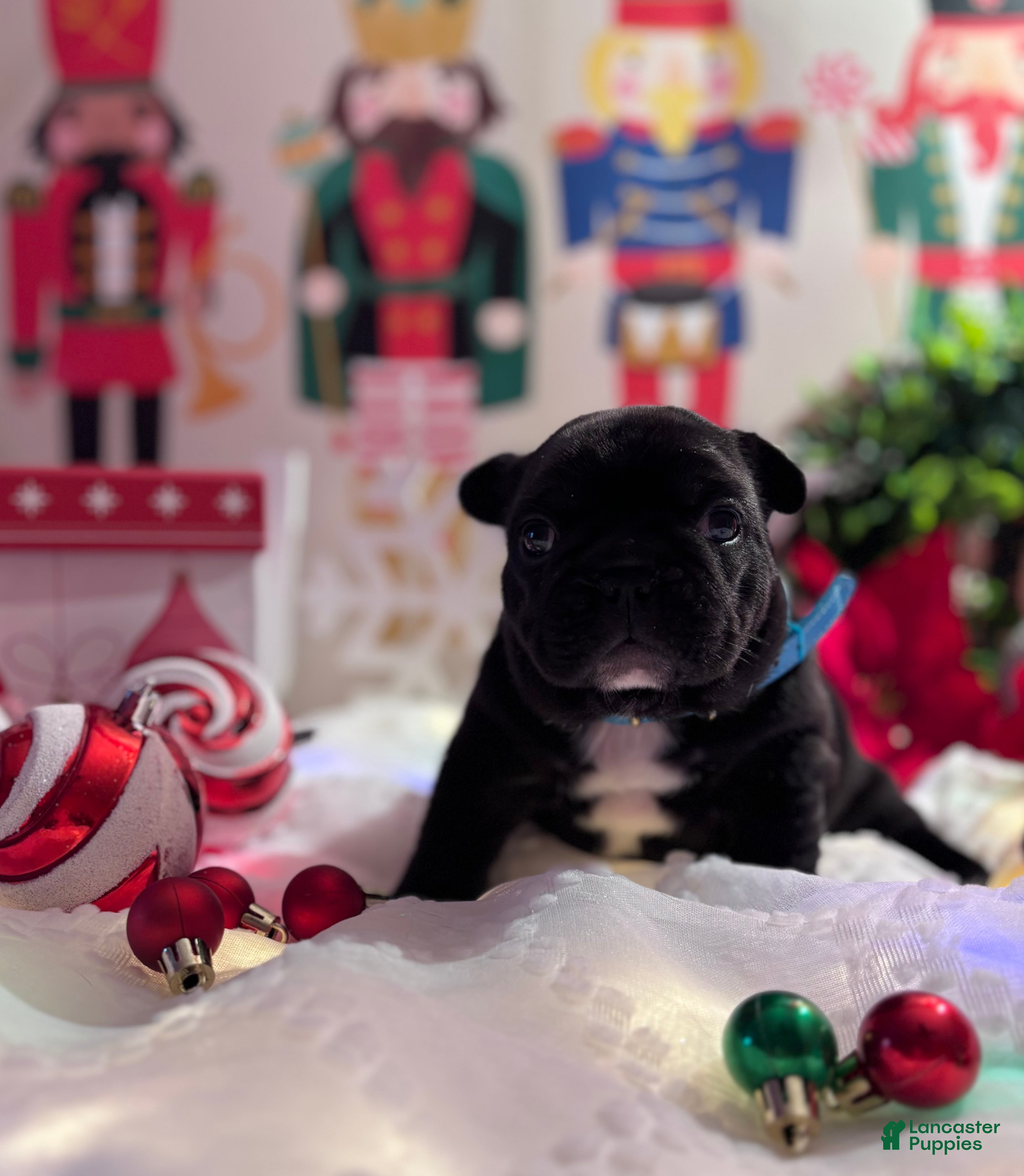 French Bulldog dogs French Bulldog Puppy 1 - Ad 5