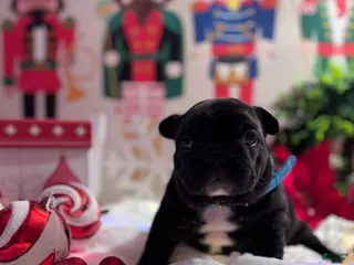 French Bulldog dogs French Bulldog Puppy 1 - Ad 20