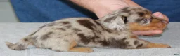 Miniature Dachshund dogs for sale: Malibu - Ad 3