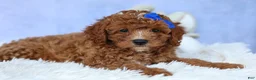 Cavapoo dogs for sale: TOBY - Ad 12