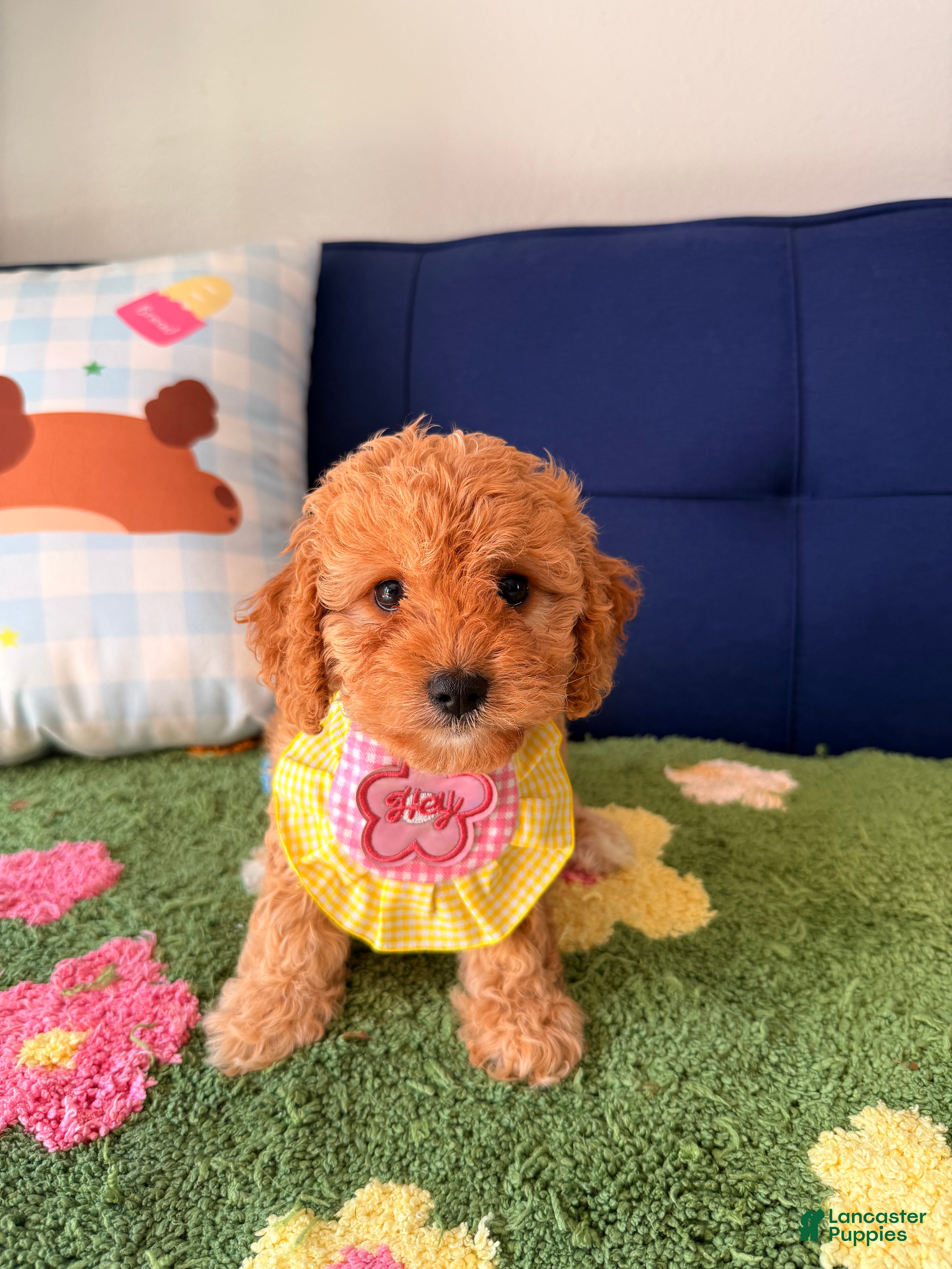 Cavapoo dogs for sale: Lucy - Ad 1