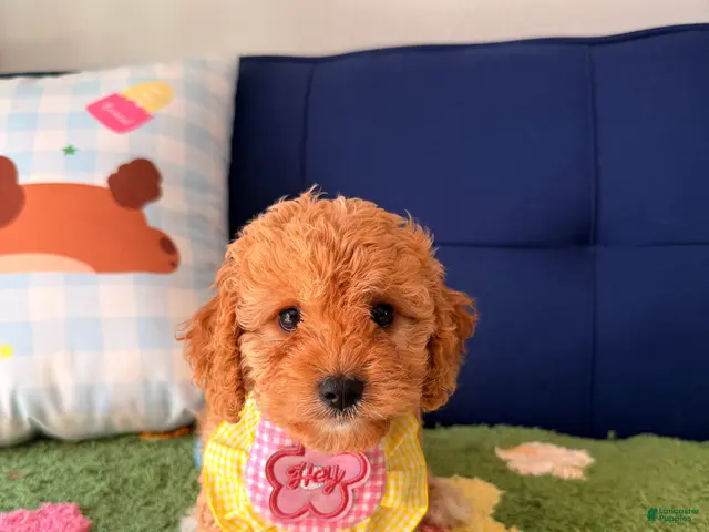 Cavapoo dogs for sale: Lucy - Ad 1