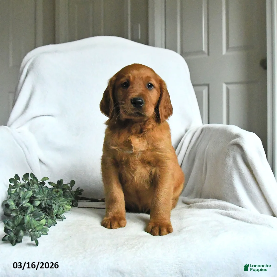 Mixed Breed dogs for sale: Weston - Ad 2