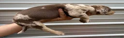 Catahoula Leopard Dog dogs for sale: Purdy aka Vicki - Ad 9
