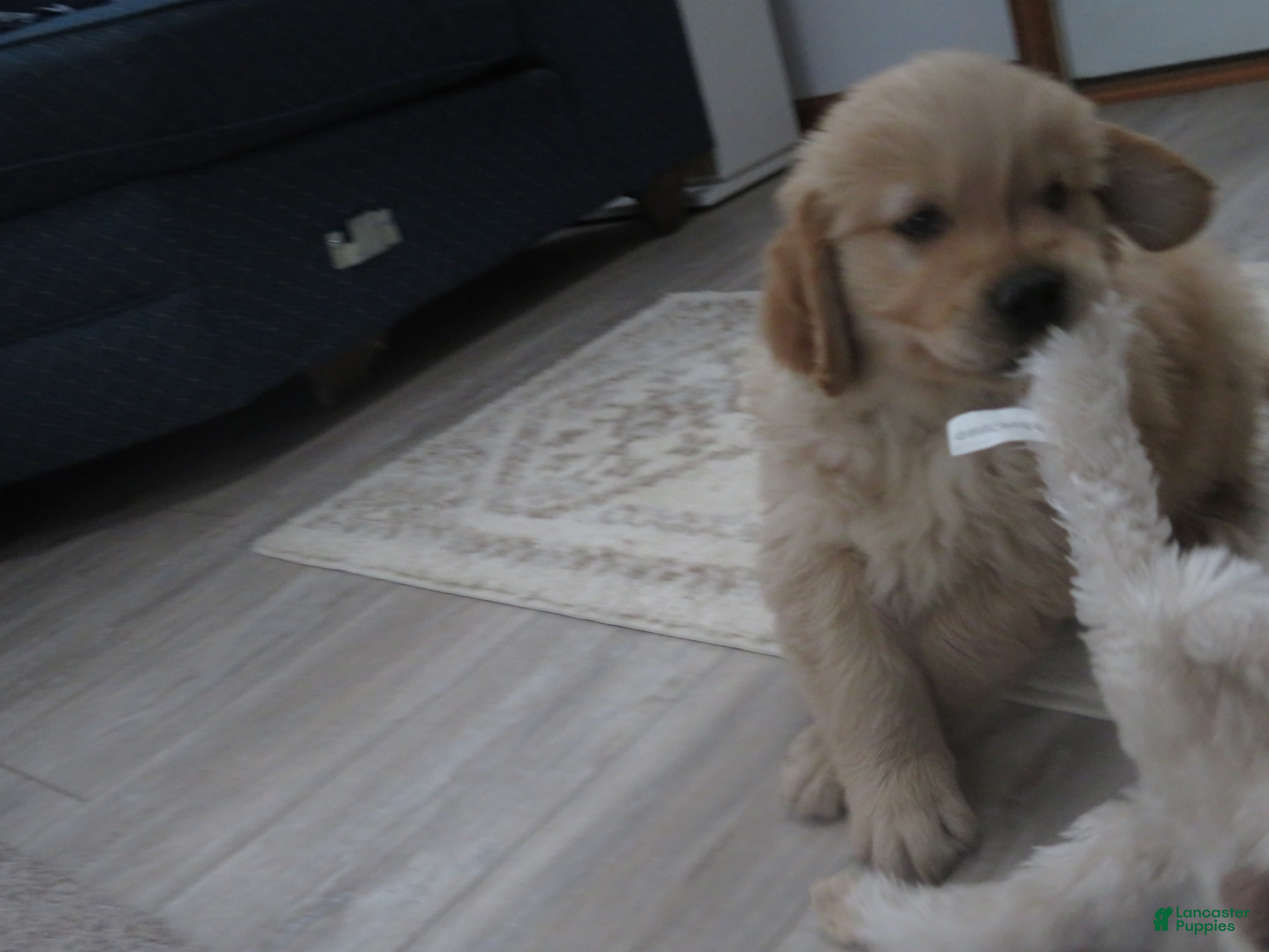 Golden Retriever dogs TRACKER -CHAMPION LINE - Ad 2