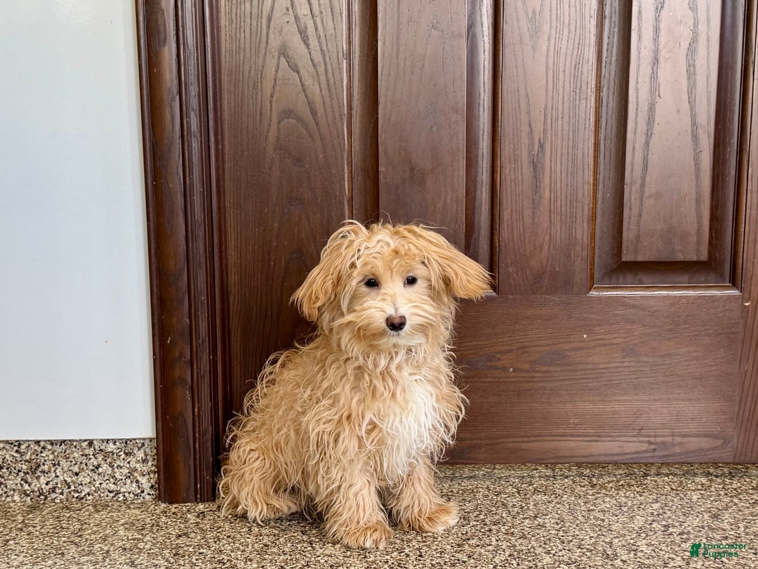 Maltipoo dogs for sale: Quinn - Ad 11