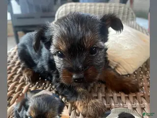 Yorkshire Terrier dogs for sale: Yorkshire Terrier 7 - Ad 1