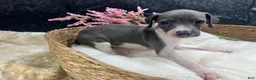 Italian Greyhound dogs for sale: Italian Greyhound 4 - Ad 6