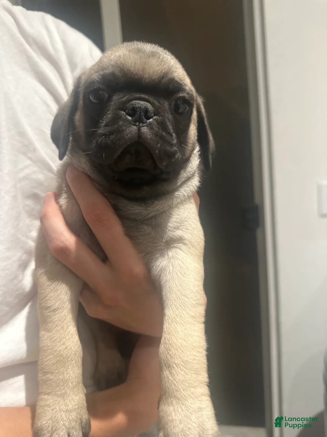 Pug dogs for sale: Pug 4 - Ad 1