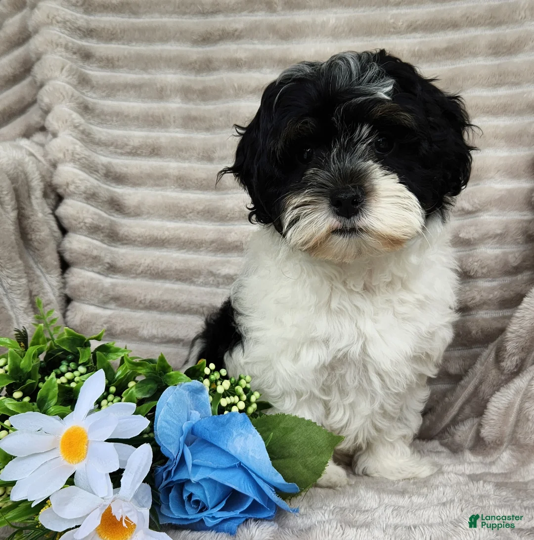 Shihpoo dogs for sale: Carter - Ad 14