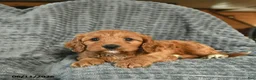 Cavapoo dogs for sale: Maverick - Ad 2