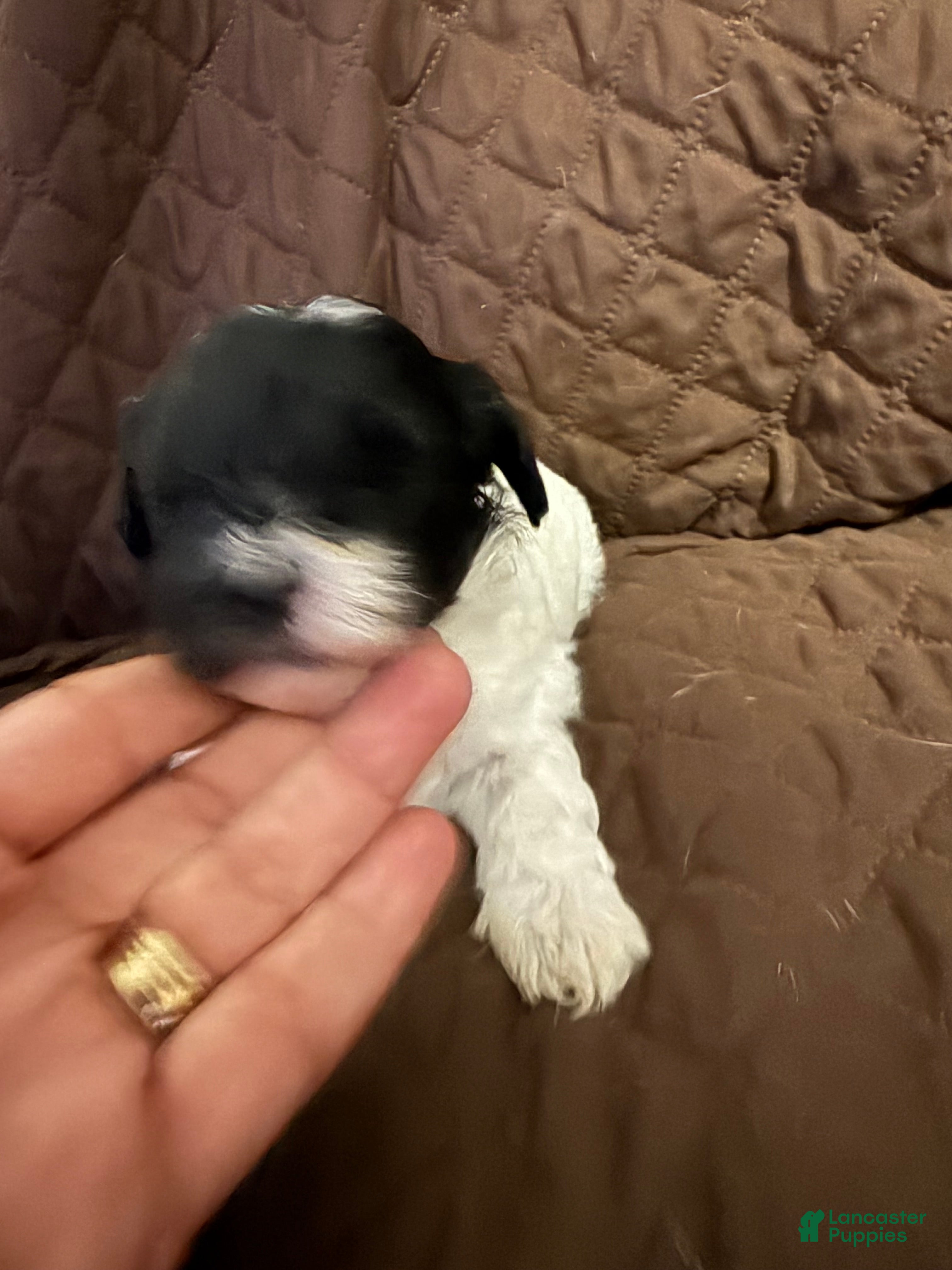 Mixed Breed dogs Mia - Ad 2