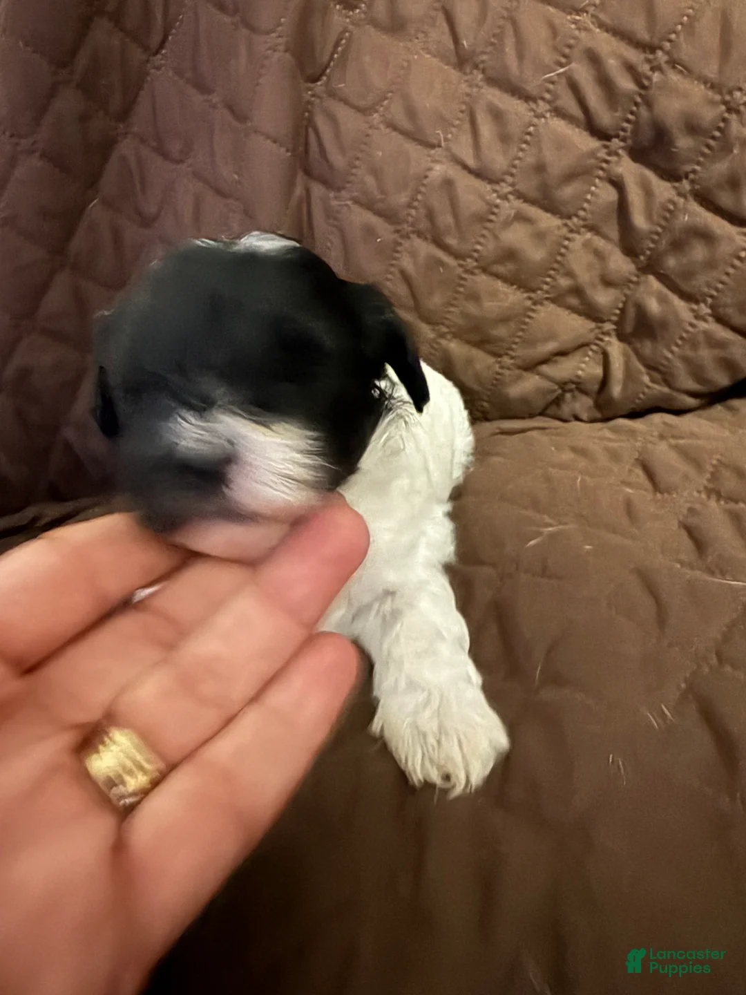 Mixed Breed dogs for sale: Mia - Ad 2