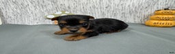 Yorkshire Terrier dogs for sale: Yorkshire Terrier Puppy 2 - Ad 5